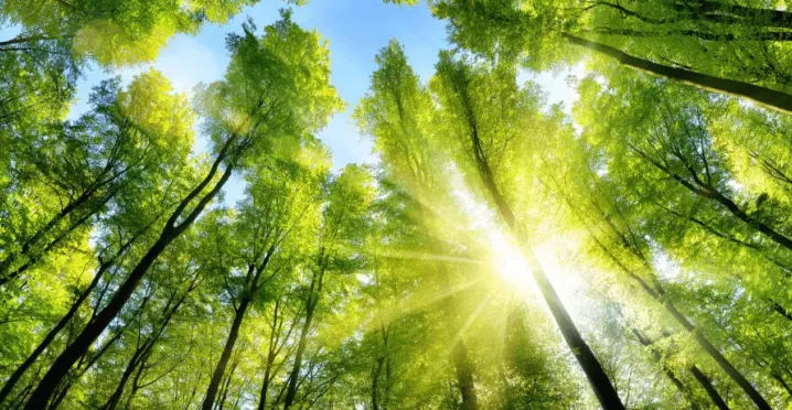 Banner pegada ecológica