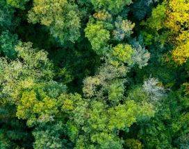 sustentabilidade